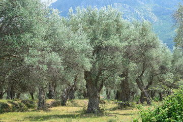 Montenegro, Bar, ancient olive grove