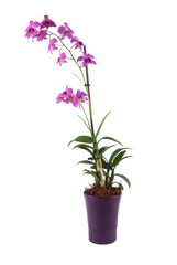 Naklejka na ściany i meble orchid in a flower pot on a white background