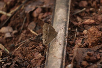 butterfly on the ground