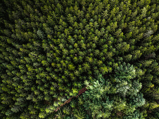 The forest from the top