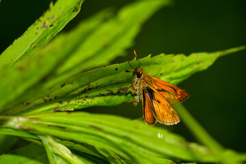 beautiful butterfly in the morning