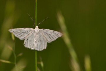 beautiful butterfly in the morning
