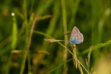 beautiful butterfly in the morning