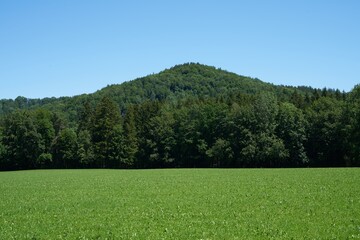 green grassland with a forest hill in the back