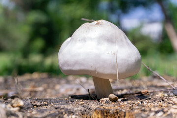 Pearly white mushroom on a stump with a blurred green background close-up