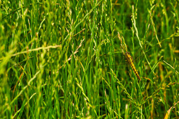 masked dragonfly in lush grass