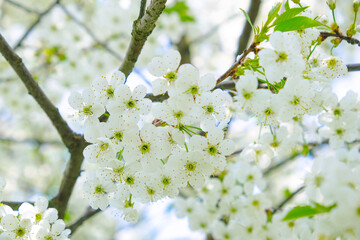 beautiful cherry blossom. spring, white cherry flowers.