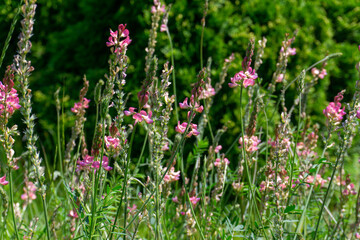 Pink wildflowers in the fiels on a sunny day with blurry violet - green background close-up