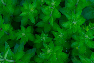 Green leaves top view background