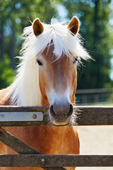 cheval de race Haflinger dans un enclos en été 
