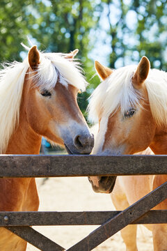 deux chevaux de race Halfinger dans un enclos 