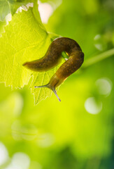  Giant slug on a green grapes leaf