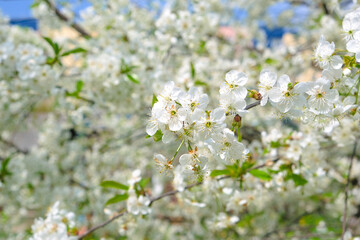 beautiful cherry blossom. spring, white cherry flowers on a blue sky background.