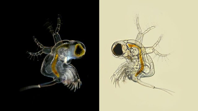 zooplankton under a microscope, the predatory water flea Polyphemus pediculus, detachment Cladocera, stands out with its large eye, which is looking for its victim. Very fast moving and social life