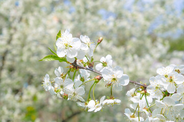 beautiful cherry blossom. spring, white cherry flowers on a blue sky background.