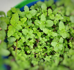 Fresh green mint leaves to boost immunity for healthy life  in own garden  with water drops in it
