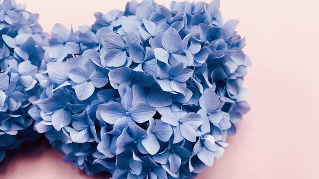 close up camera panning on blue hydrangea flower
