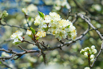 beautiful cherry blossom. spring, white cherry flowers on a blue sky background.