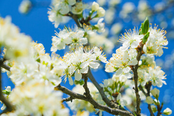 beautiful cherry blossom. spring, white cherry flowers on a blue sky background.