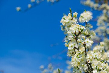beautiful cherry blossom. spring, white cherry flowers on a blue sky background. copy space for text.