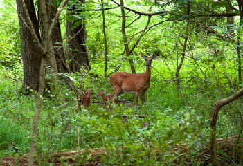 deer in the woods
