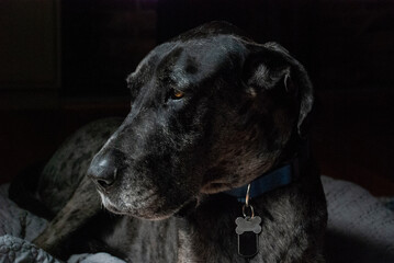 beautiful great dane portrait