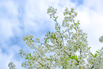 beautiful cherry blossom. spring, white cherry flowers on a blue sky background.
