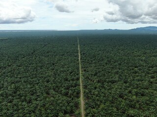 The Palm Oil Estates at Sarawak, the Borneo Island, Malaysia