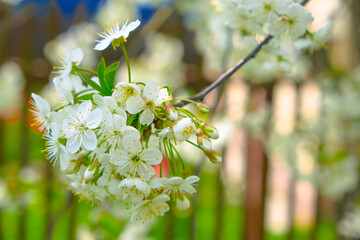 beautiful cherry blossom. spring, white cherry flowers.