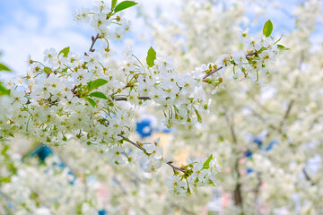 beautiful cherry blossom. spring, white cherry flowers on a blue sky background.