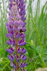 Obraz premium Purple lupine and bumblebee flowers