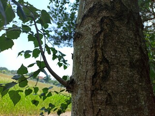 Pień brzozy. © WalDec