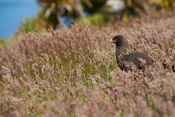 Striated Caracara (Phalcoboenus australis) standing amongst summer grasses on Carcass Island in the Falkland Islands.