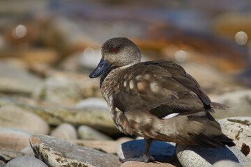 Crested Duck (Lophonetta specularioides specularioides) on the coast of Carcass Island in the Falkland Islands.