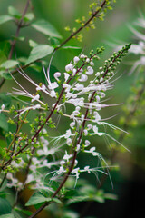 close up of pine needles