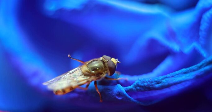 Macro Photography Of A Wasp Sitting On A Blue Flower .A Blue Rose Petal With An Insect .