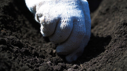 Planting plants in the ground with gloves close up