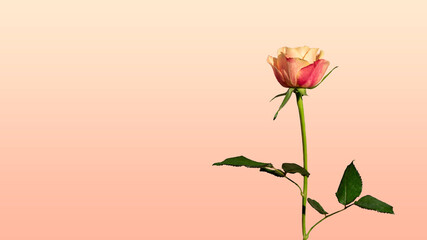 Wallpaper apricot rose background