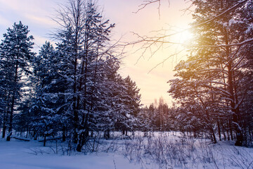 Beautiful winter landscape with snow covered trees. Winter sunny day.