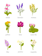Beautiful flowers flat vector illustrations set