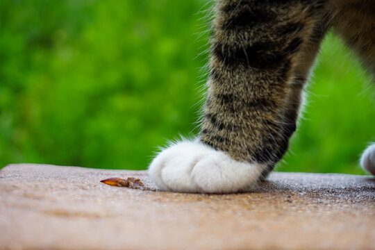 White Tiger cat paws