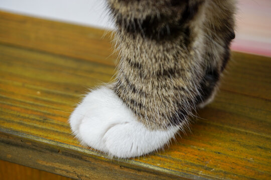 cat paws