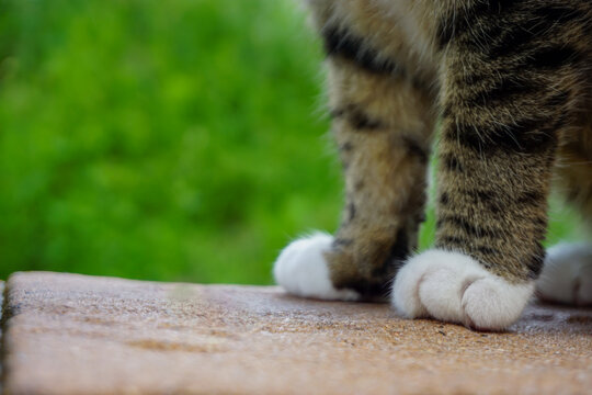 Cat Paws