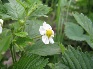 white strawberry flower