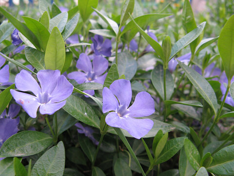 Blue Periwinkle Flowers