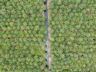 The Palm Oil Estates at Sarawak, the Borneo Island, Malaysia