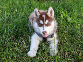 siberian husky puppy outdoors on a walk. Cute Husky Puppy Plays in the Grass.