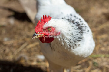 White village chicken walking in the yard, close-up.