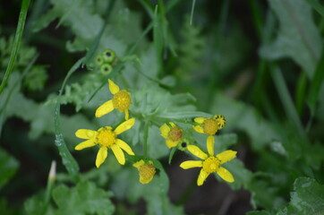 Yellow daisy flowers and green