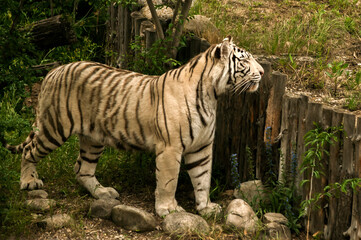 Obraz premium White young siberian tiger closeup in zoo garden